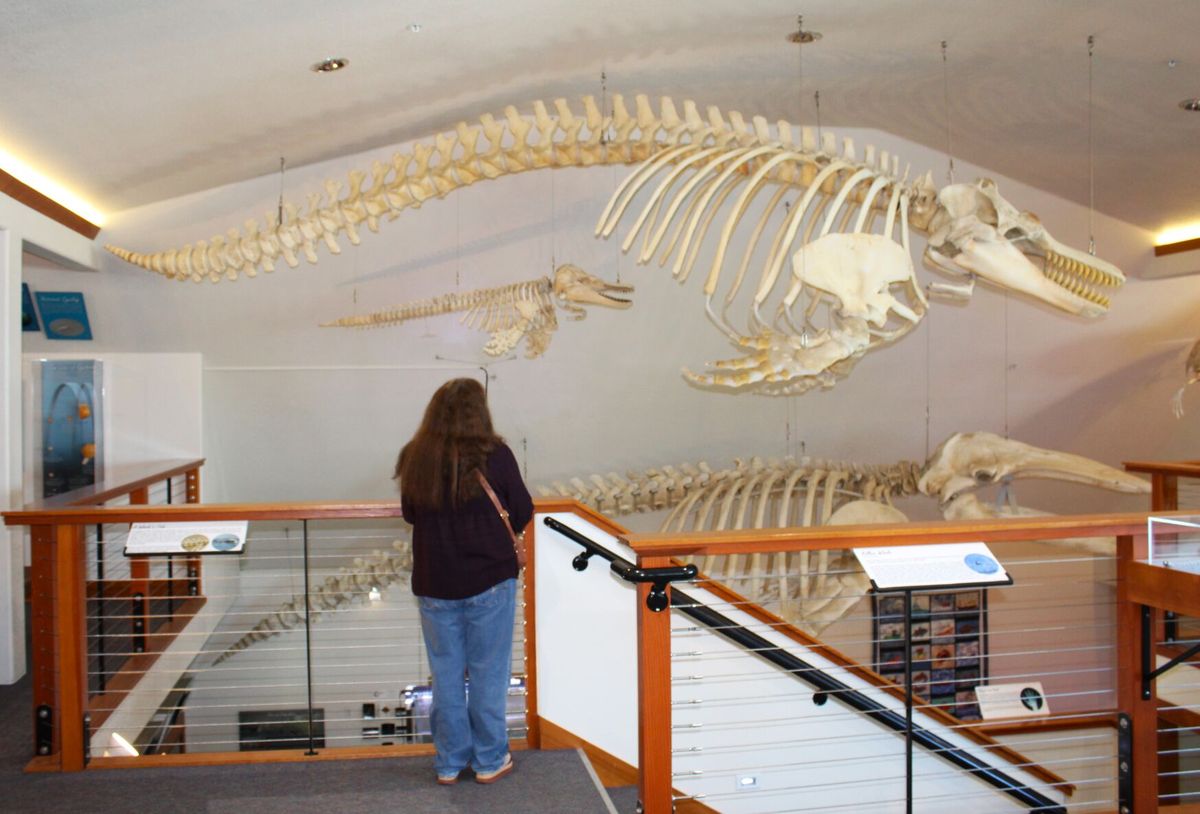 Photos / Life After Death: Deceased infant orca now contributing to science