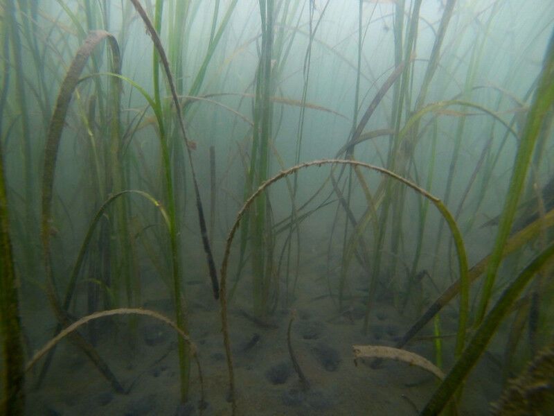 OSU scientists taking deep dive into how microbiomes respond to human-caused stressors