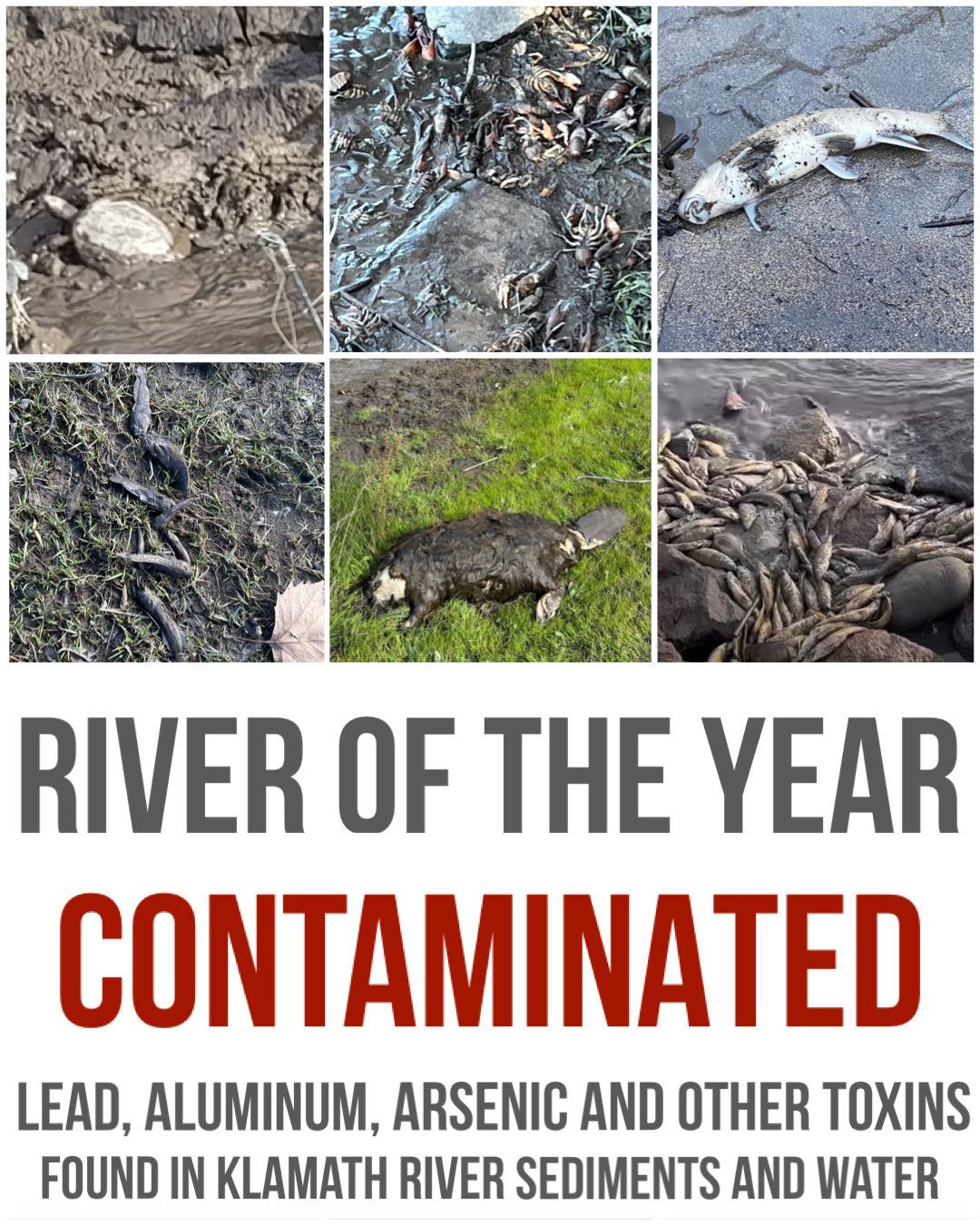 Siskiyou Declares Emergency over Klamath River Water Quality
