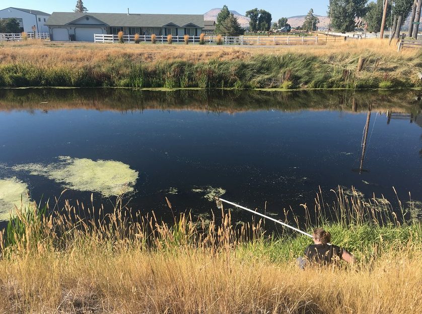 New Research: Novel technique for sniffing out toxic algae blooms