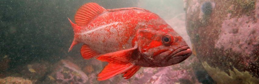 It’s Official… Ocean Fishing Will Resume