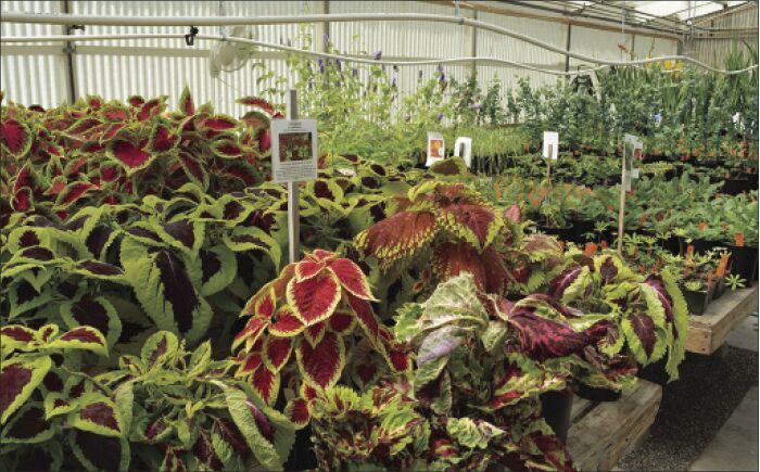 College of the Redwoods holds 31st annual Plant Sale