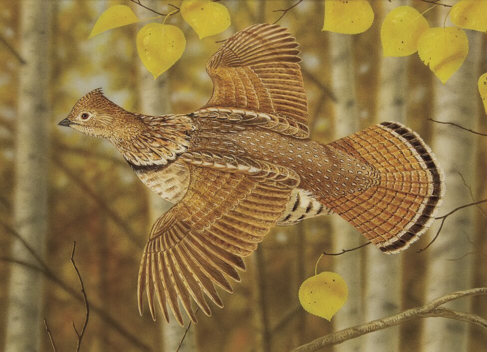 Grouse, quail seasons open
