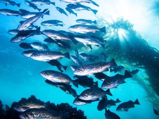 No poaching occurring within most Channel Islands marine protected areas, new analysis shows