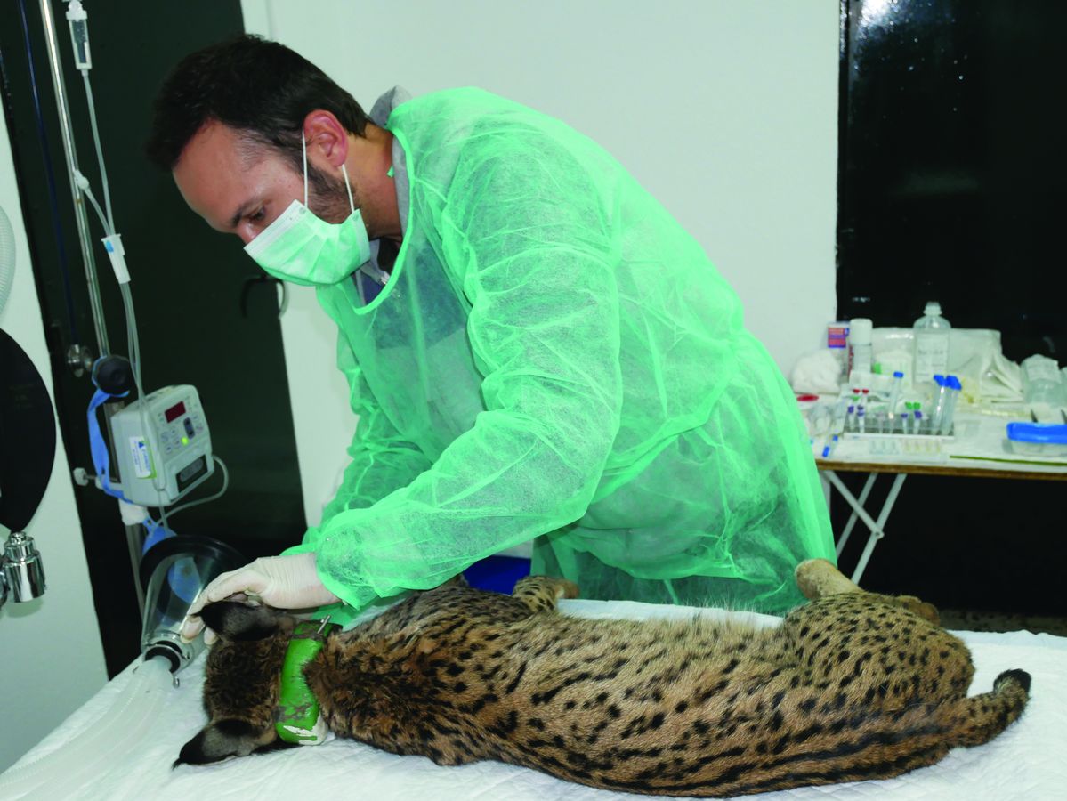 Free virtual conservation lecture hosted by Sequoia Park Zoo & Foundation