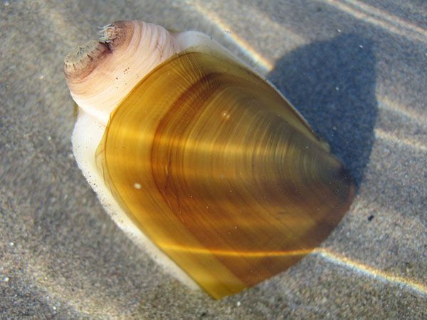 Oregon's South Coast opens for razor clam harvesting