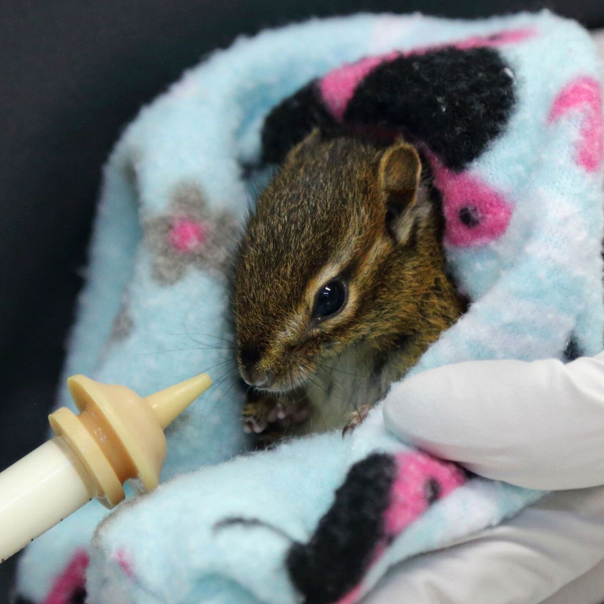 Respect baby wildlife during Spring, Summer