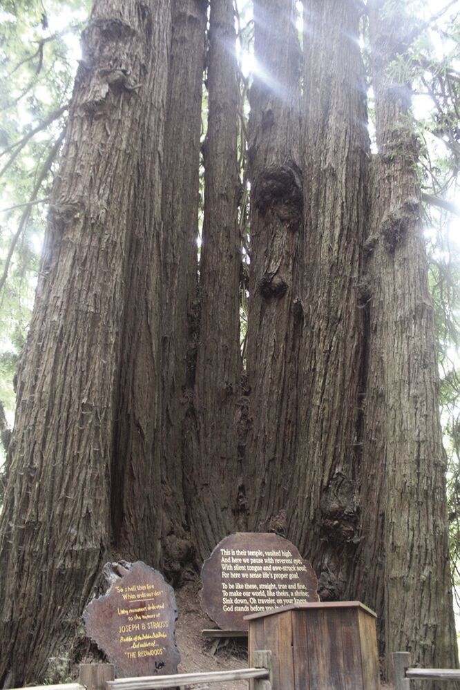 Trees of Mystery receives elite recognition