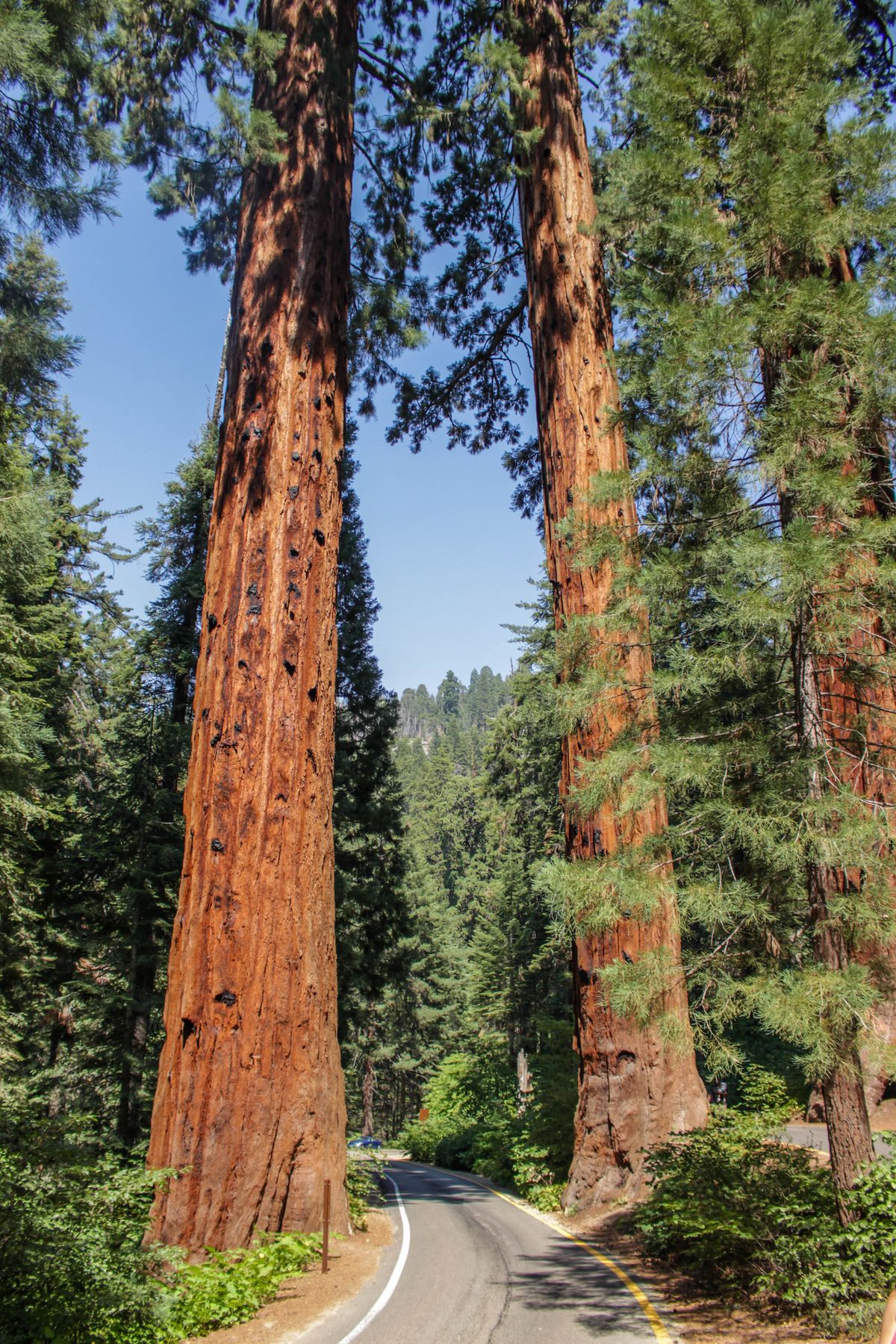 Governor stands with the Great Redwood Trail