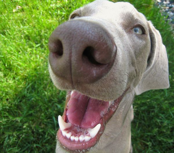 NSF grant to OSU researchers will aid development of antibody treatment for dogs with cancer