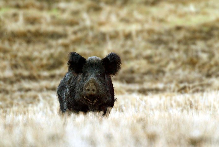 Joice Island wild pig hunts set