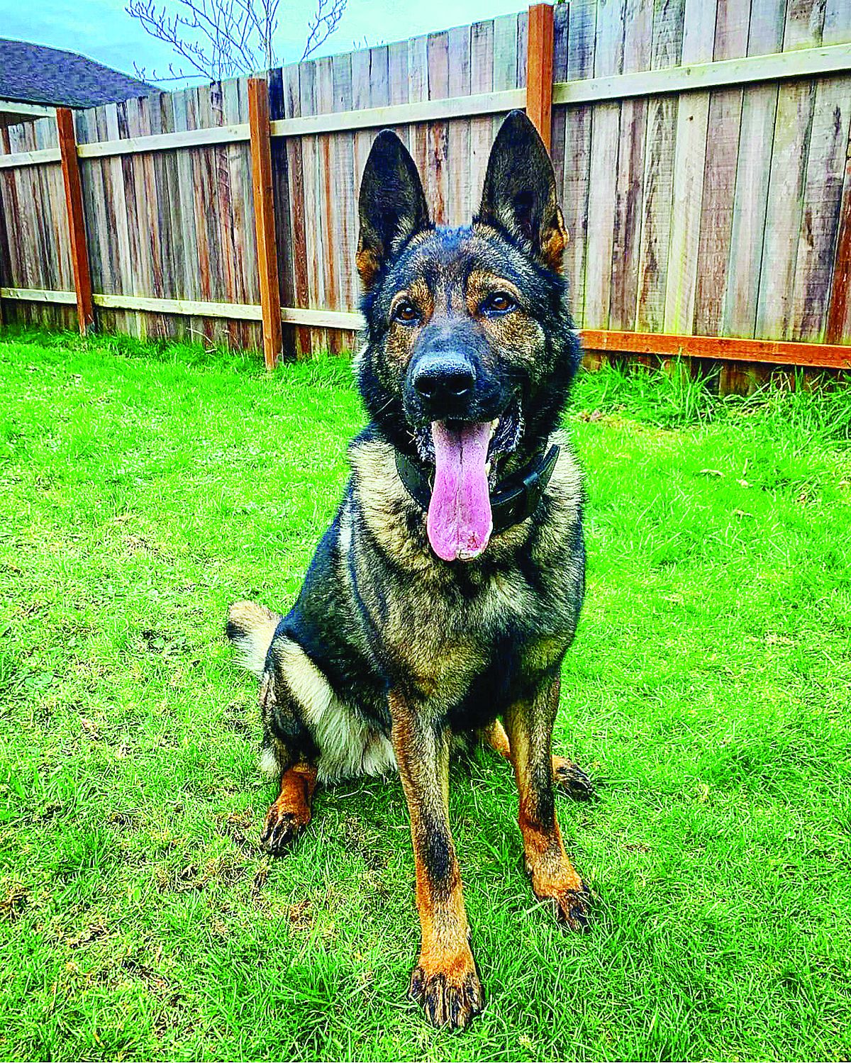 Sheriff's office honors Crescent City hero with K9 name