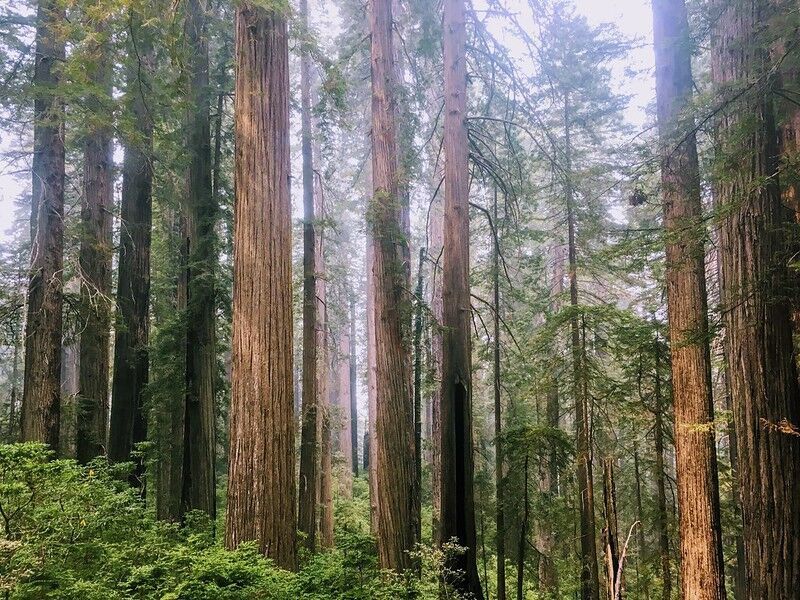 Wood secures $15 million for Redwoods Rising Project