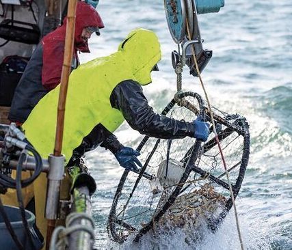 Dungeness Crab season opens on the Oregon Coast