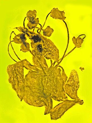 Oregon State scientists identify new genus and species of legume, now mysteriously extinct