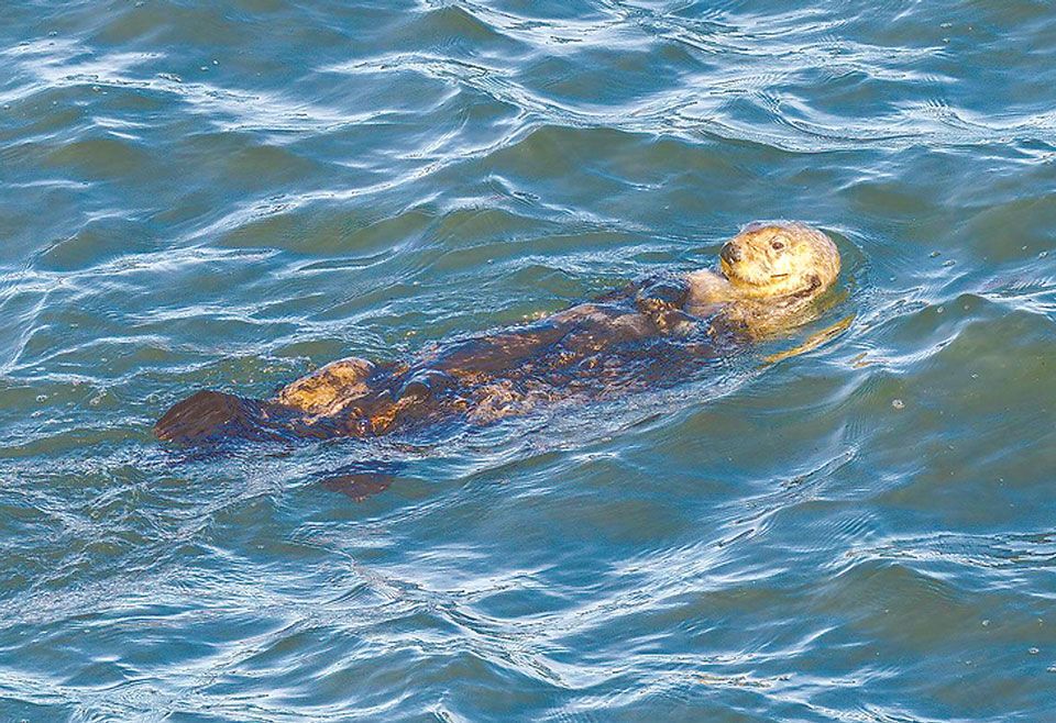 Returning sea otters to Oregon, Northern California coasts