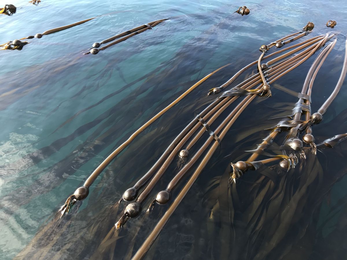 Satellite data boosts understanding of climate change’s effects on kelp
