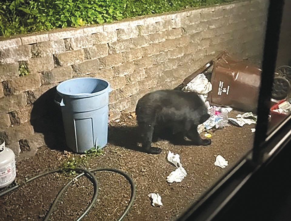 Fall is power-eating season for bears