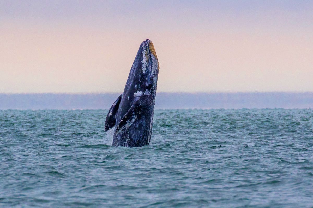 Photos / Whale Migration: Event along Oregon's shoreline