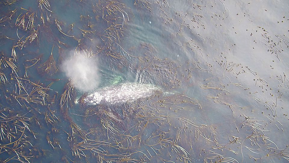 Rise in sea urchins impacts Oregon’s gray whales and their food