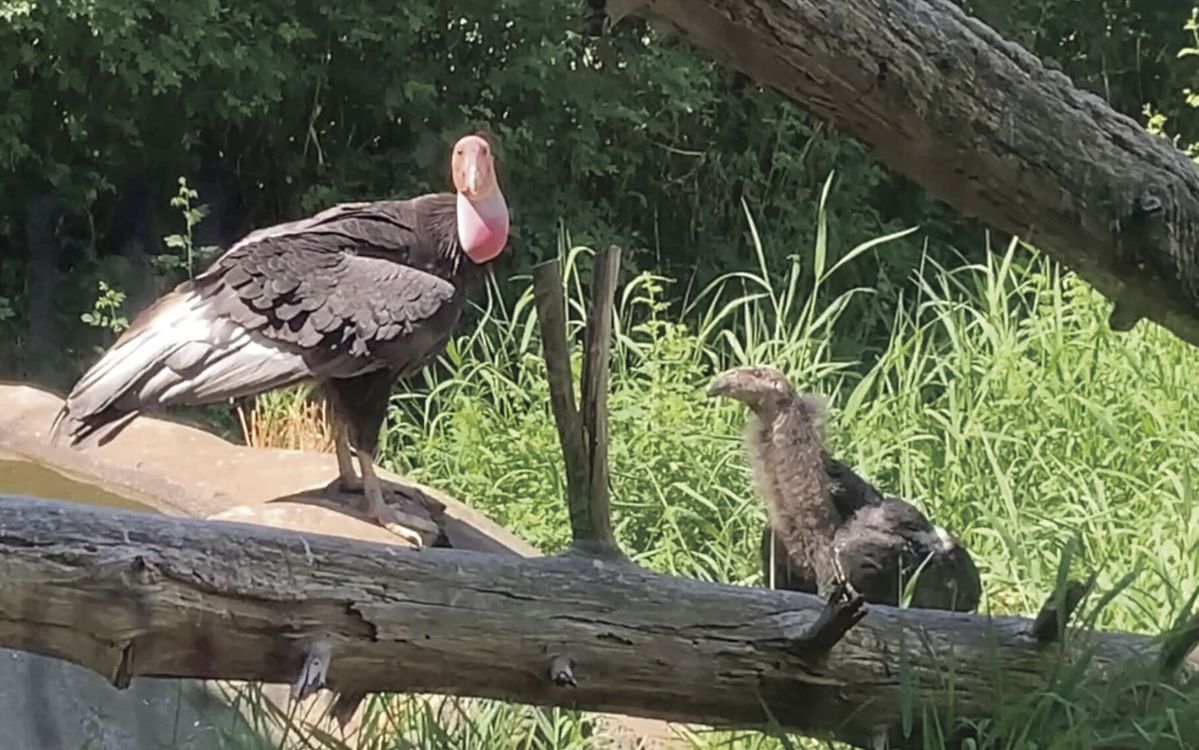 Zoo condor chicks learn to fly