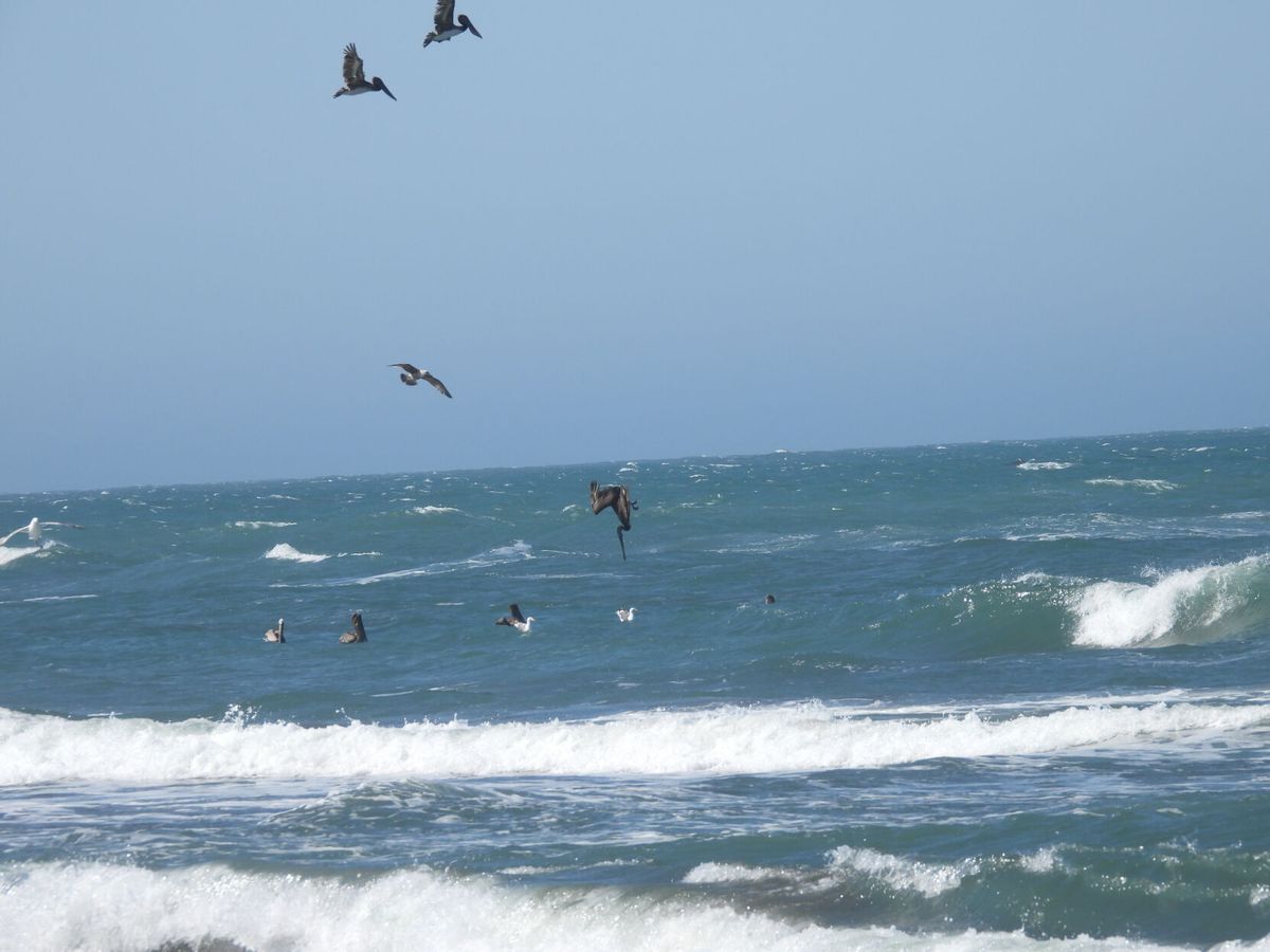 Brown Pelicans arriving injured and malnourished