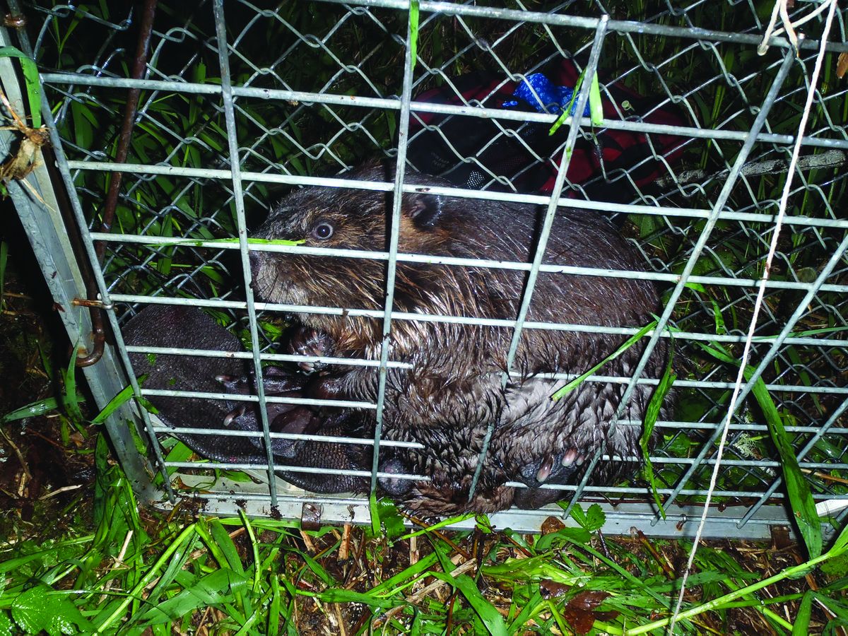 Beavers are well established and moving through the Oregon Coast Range, study finds