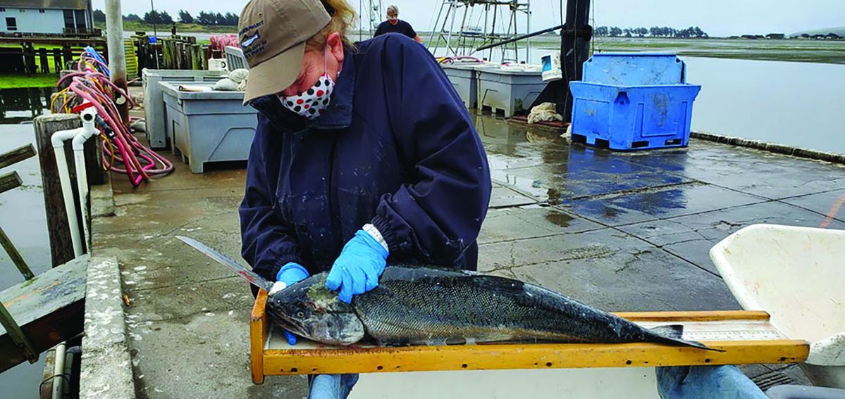 Salmon fishery monitoring commences as recreational ocean salmon season is underway