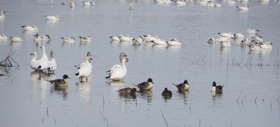 Avian influenza guidance for waterfowl hunters