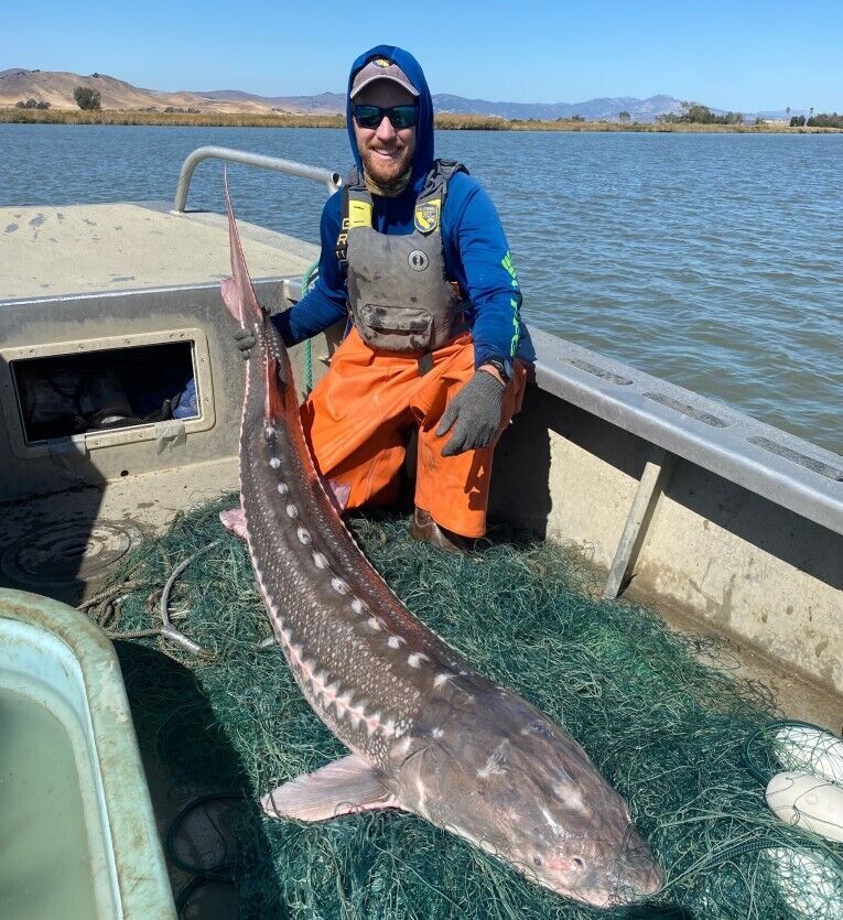 Emergency White Sturgeon harvest regulations now in effect