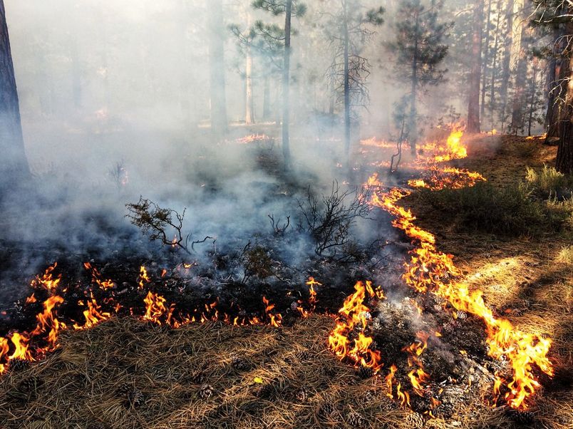 Fire management key to reducing wildfire risk, restoring ecosystems