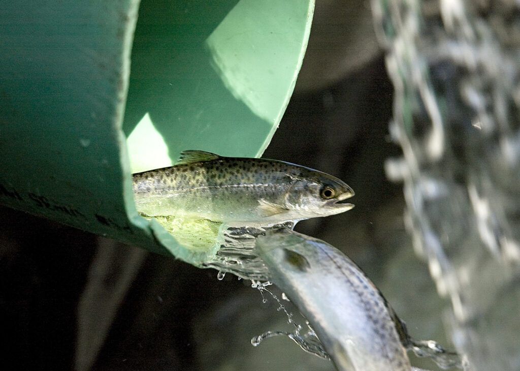 Funding: Struggling salmon fishermen getting federal help, but it may be too late