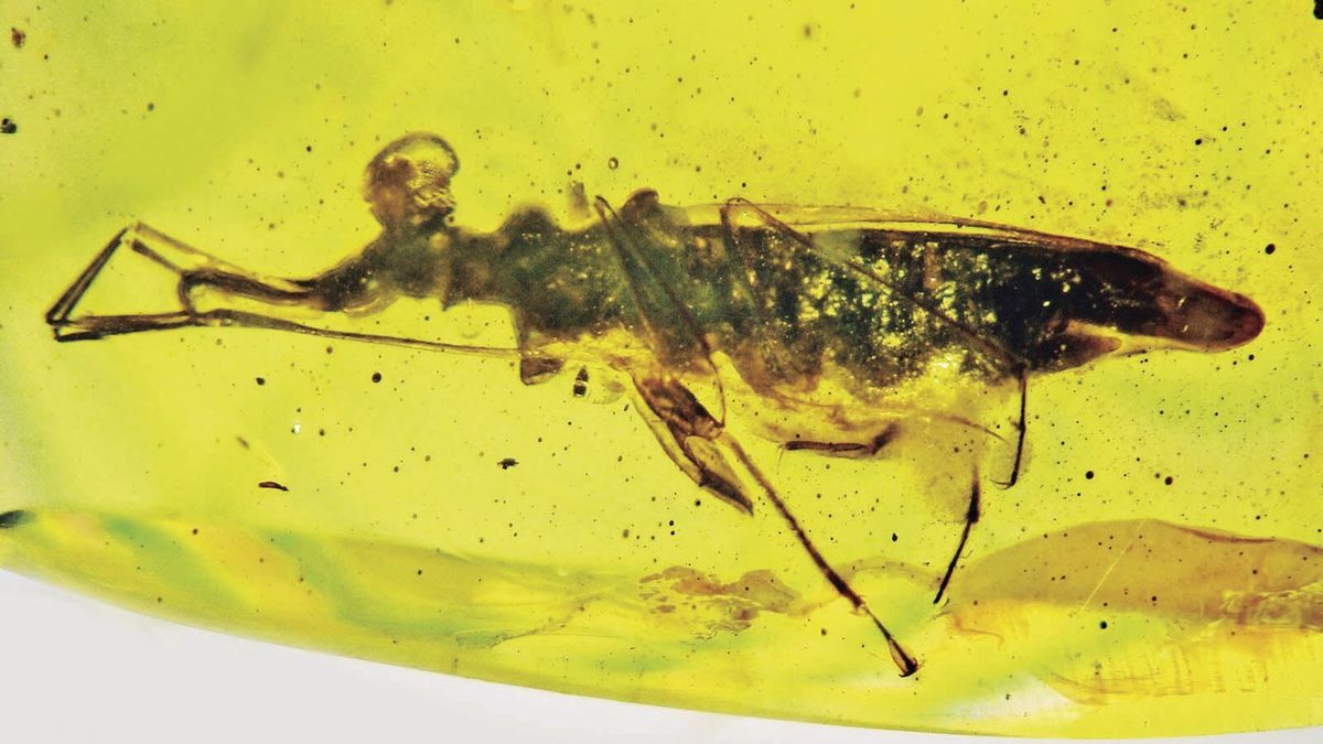 Newly identified fossil insect used 360-degree vision and sticky feet to find and snare its meals