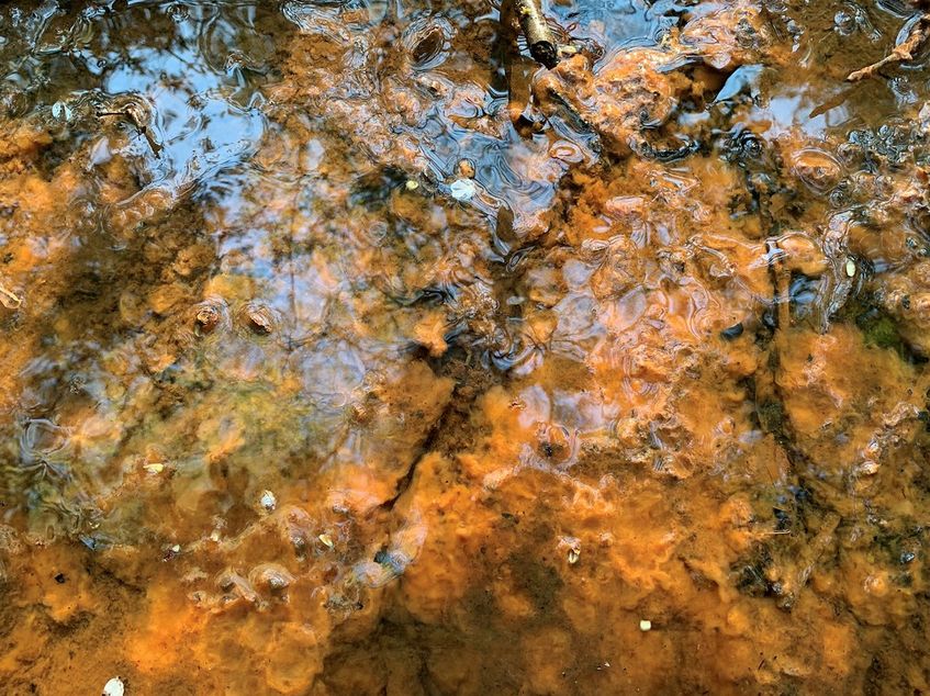 OSU, NASA partnership will send microbes to space to see how they grow in low gravity