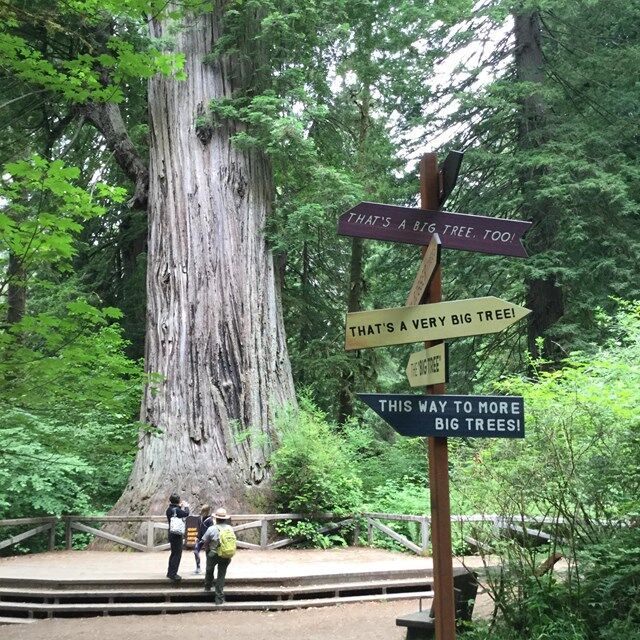 Redwood National and State Parks Rated 10th Best in the Country