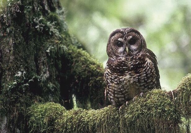 Lawsuit Seeks to Reinstate Protections on 3.4 Million Acres of Critical Northern Spotted Owl Habitat