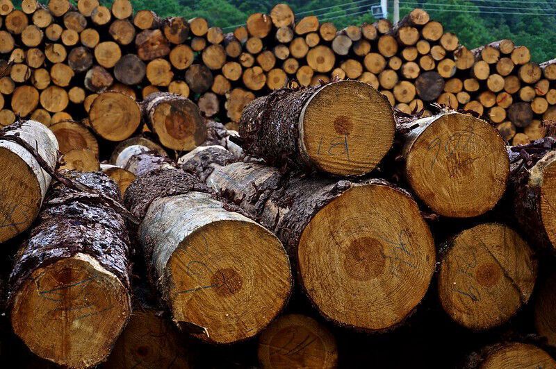 U.N. report co-authored by OSU researcher advocates big increases in sustainable wood production