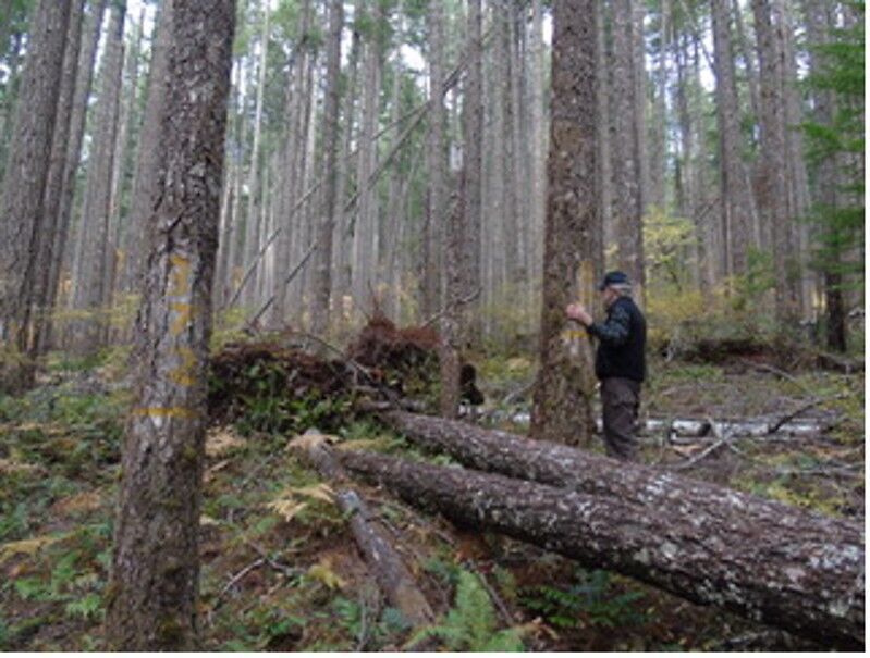 Thinning can help offset cost of managing for mature forests, Oregon State study shows