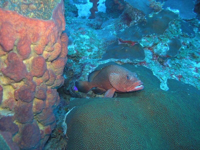 New Research: Virgin Islands marine conservation aids key fish species