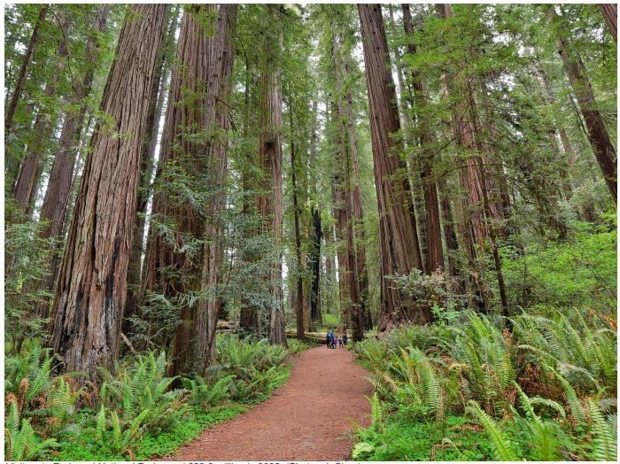 Tourism to Redwood National Park Contributes Huge Boost to Del Norte
