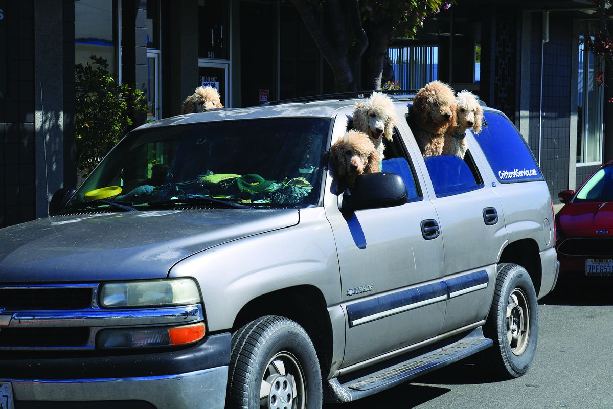 Can you give us directions to the dog park?
