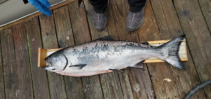 The News is Not Good for North State Salmon Fishermen