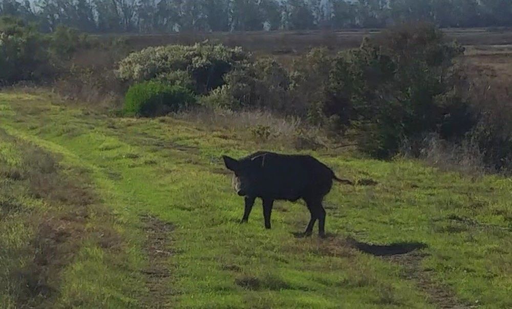 State wildlife agencies to hold public forum on Wild Pigs in California