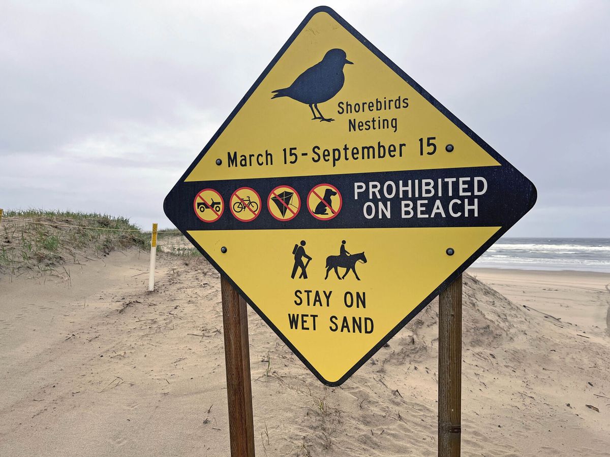 Respect nesting areas to protect threatened snowy plover