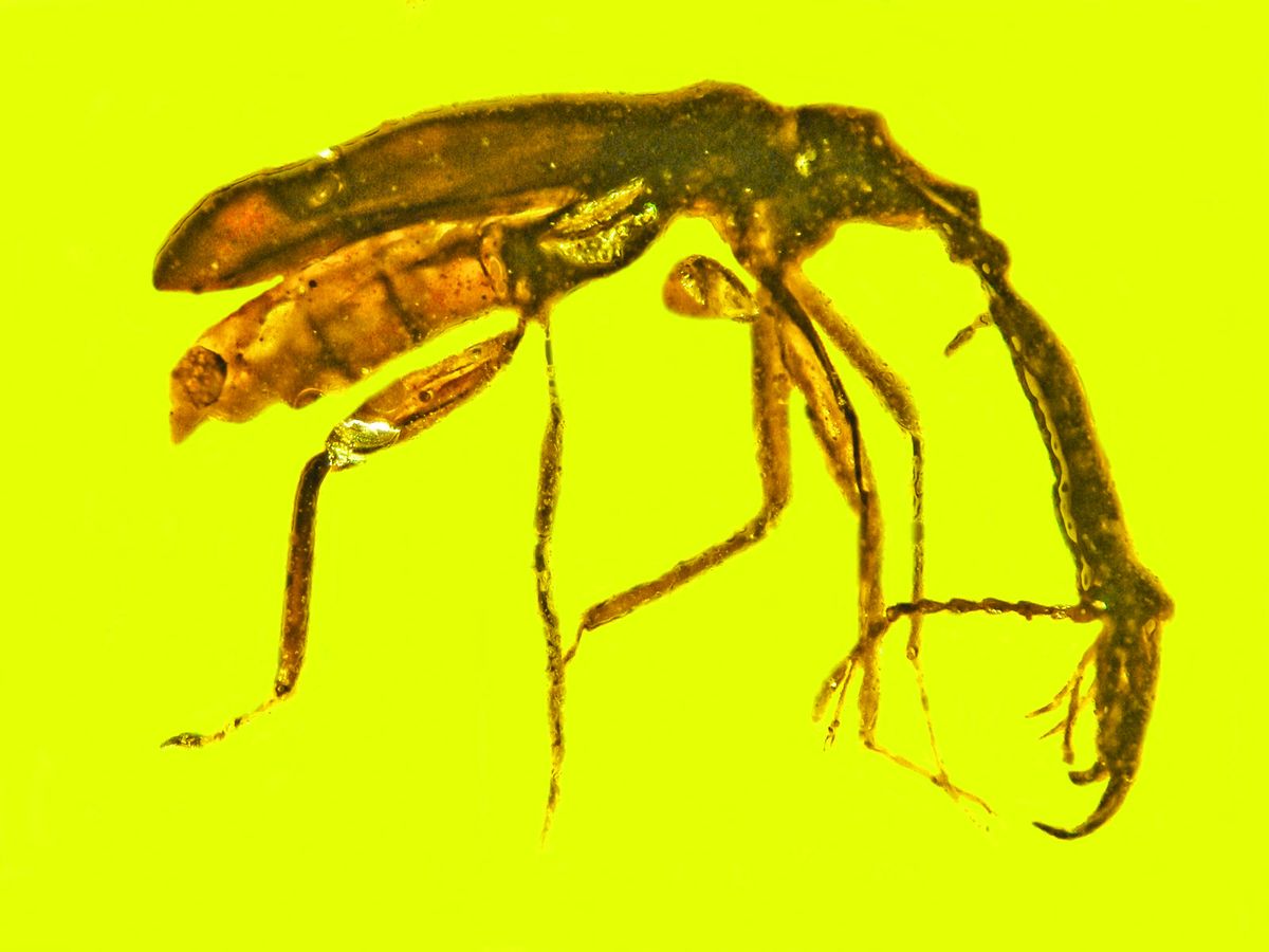 Ancient, newly identified ‘mammoth weevil’ used huge ‘trunk’ to fight for mates