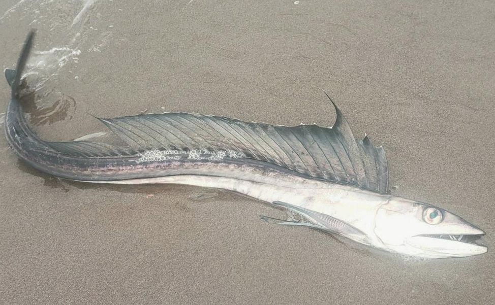 Puzzling Event: Fish with fangs washing up along Oregon Coast