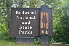 Redwood National & State Parks announces 2024 Artist-in-Residence call for entries