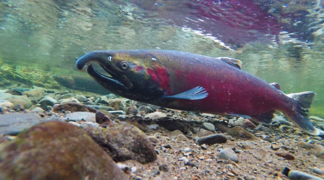 West Coast tribes urge investigation of tire toxin linked to fish deaths