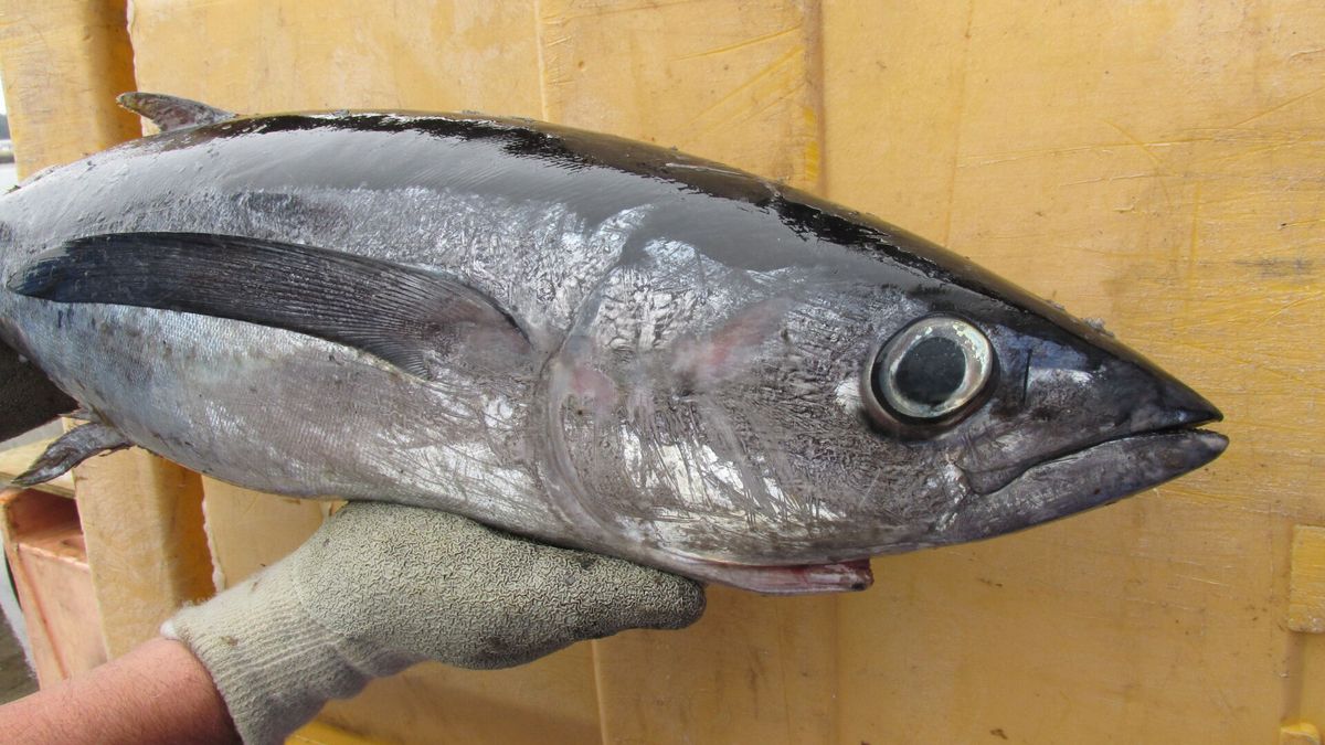 Genetic markers show Pacific albacore intermingle across equator but remain separate stocks