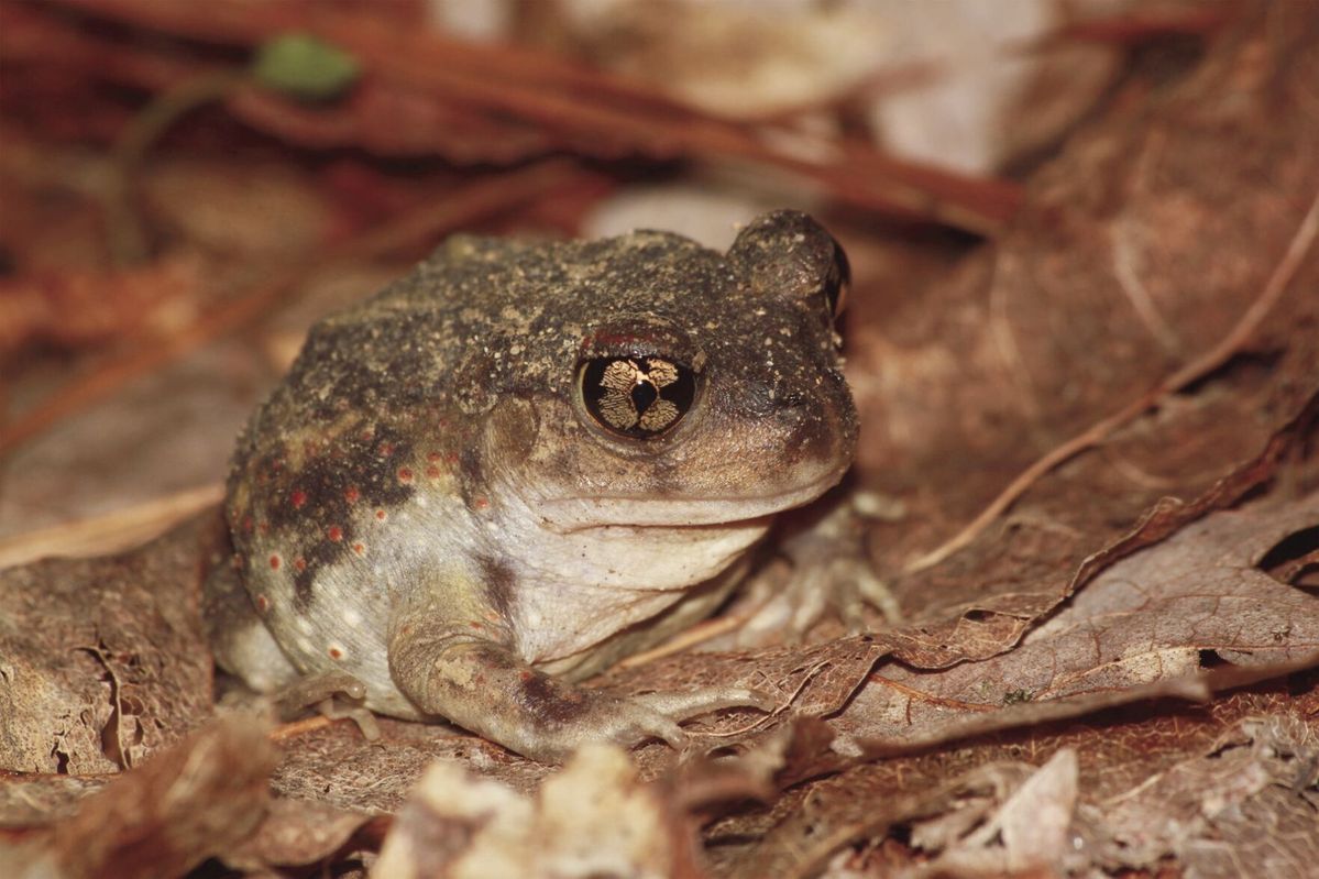 Oregon State graduate student sheds light on better way to study reputedly secretive toad
